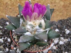 Ariocarpus retusus XXL, pot 12 cm cites IA - 12394662