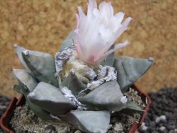 Ariocarpus furfuraceus pot 5,5 cm - 12394670