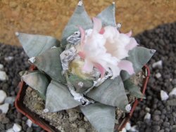 Ariocarpus furfuraceus pot 5,5 cm - 12394671