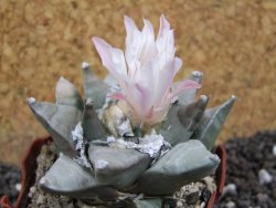 Ariocarpus furfuraceus pot 5,5 cm - 12394672