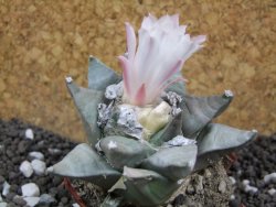 Ariocarpus furfuraceus pot 5,5 cm - 12394673