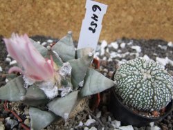 Ariocarpus furfuraceus pot 5,5 cm - 12394674