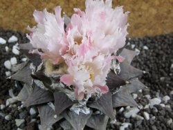 Ariocarpus furfuraceus La Ascencion XXL 10 cm