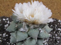 Ariocarpus furfuraceus 11 cm - 12394703