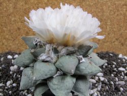 Ariocarpus furfuraceus 11 cm - 12394704