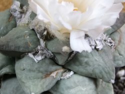 Ariocarpus furfuraceus 11 cm - 12394705