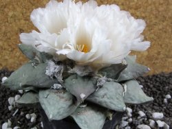 Ariocarpus furfuraceus 11 cm - 12394706