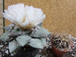 Ariocarpus furfuraceus 11 cm - 12394708