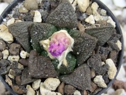 Ariocarpus fissuratus, pot 5,5 cm