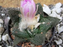 Ariocarpus fissuratus, pot 5,5 cm - 12394776