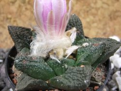 Ariocarpus fissuratus, pot 5,5 cm - 12394777