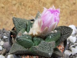 Ariocarpus fissuratus, pot 5,5 cm - 12394778