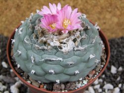 Lophophora fricii pot 10 cm