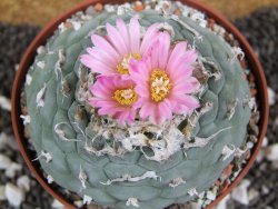 Lophophora fricii pot 10 cm - 12394795