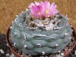 Lophophora fricii pot 10 cm - 12394796
