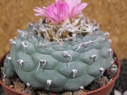 Lophophora fricii pot 10 cm - 12394797
