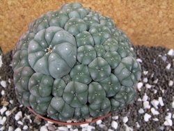 Lophophora williamsii caespitosa XXXL 12x11x5 cm 50 hlav