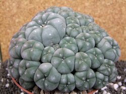 Lophophora williamsii caespitosa XXXL 12x11x5 cm 50 hlav - 12394799