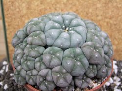 Lophophora williamsii caespitosa XXXL 12x11x5 cm 50 hlav - 12394801