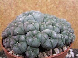 Lophophora williamsii caespitosa XXXL 12x11x5 cm 50 hlav - 12394802