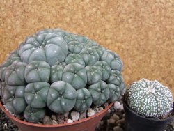 Lophophora williamsii caespitosa XXXL 12x11x5 cm 50 hlav - 12394804