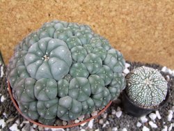 Lophophora williamsii caespitosa XXXL 12x11x5 cm 50 hlav - 12394805