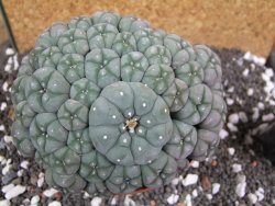 Lophophora williamsii caespitosa XXXL 12x11x5 cm 50 hlav