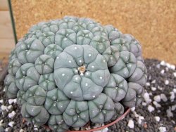 Lophophora williamsii caespitosa XXXL 12x11x5 cm 50 hlav - 12394807