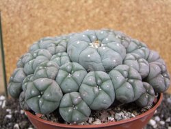 Lophophora williamsii caespitosa XXXL 12x11x5 cm 50 hlav - 12394808