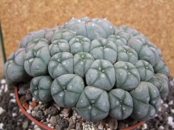 Lophophora williamsii caespitosa XXXL 12x11x5 cm 50 hlav - 12394809