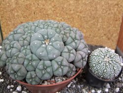 Lophophora williamsii caespitosa XXXL 12x11x5 cm 50 hlav - 12394810