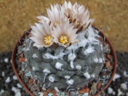 Turbinicarpus jauernigii pot 10 cm cites IA