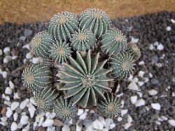 Geohintonia mexicana XXL, 9 cm Roubovaná - 12394871