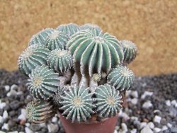 Geohintonia mexicana XXL, 9 cm Roubovaná - 12394873