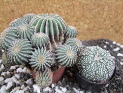 Geohintonia mexicana XXL, 9 cm Roubovaná - 12394875