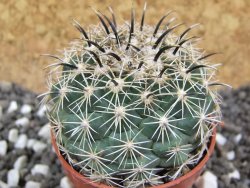 Coryphantha kracikii pot 5,5 cm