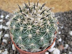 Coryphantha kracikii pot 5,5 cm - 12394877