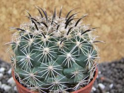 Coryphantha kracikii pot 5,5 cm - 12394878