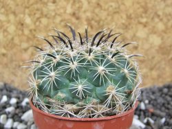 Coryphantha kracikii pot 5,5 cm - 12394879