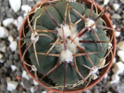 Echinocactus horizonthalonius pot 5,5 cm - 12394885