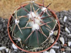 Echinocactus horizonthalonius pot 5,5 cm - 12394886
