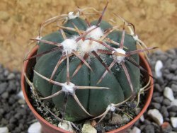 Echinocactus horizonthalonius pot 5,5 cm - 12394888
