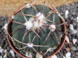 Echinocactus horizonthalonius pot 5,5 cm - 12394889