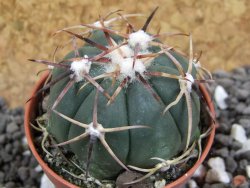 Echinocactus horizonthalonius pot 5,5 cm - 12394890