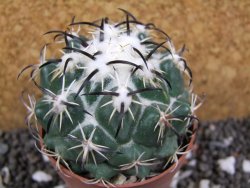 Coryphantha tripugionacantha Tepetatita XL, pot 6,5 cm