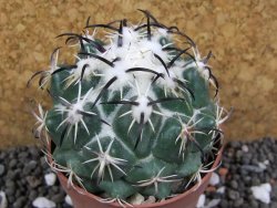 Coryphantha tripugionacantha Tepetatita XL, pot 6,5 cm - 12394936