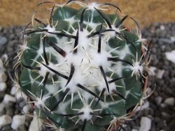 Coryphantha tripugionacantha Tepetatita XL, pot 6,5 cm - 12394937