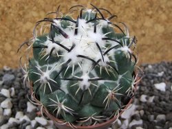 Coryphantha tripugionacantha Tepetatita XL, pot 6,5 cm - 12394938