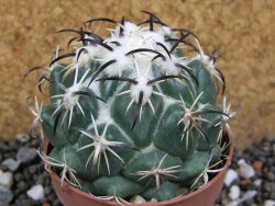 Coryphantha tripugionacantha Tepetatita XL, pot 6,5 cm - 12394939