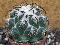Coryphantha tripugionacantha Tepetatita XL, pot 6,5 cm - 12394940